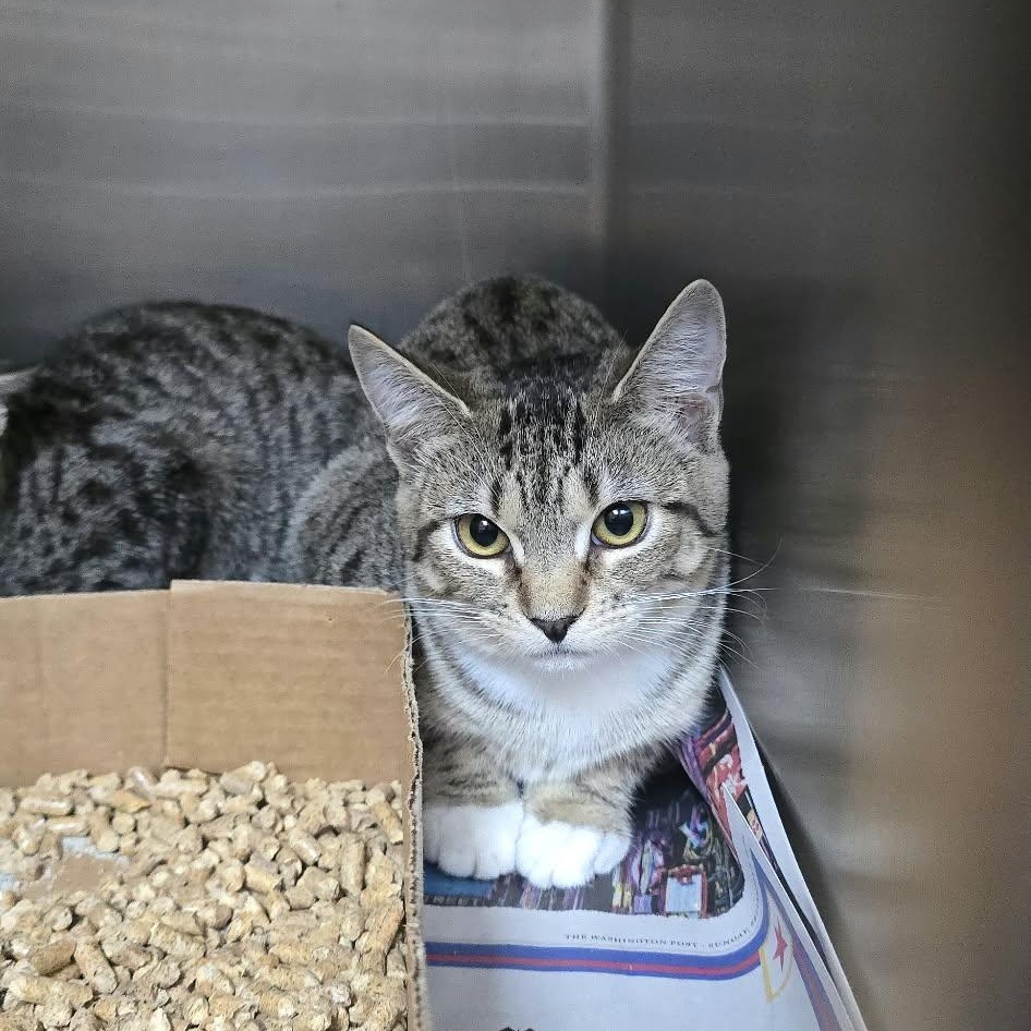 Enlarge Felicia, a Adoptable Domestic Short Hair in Orange, VA image 4/5