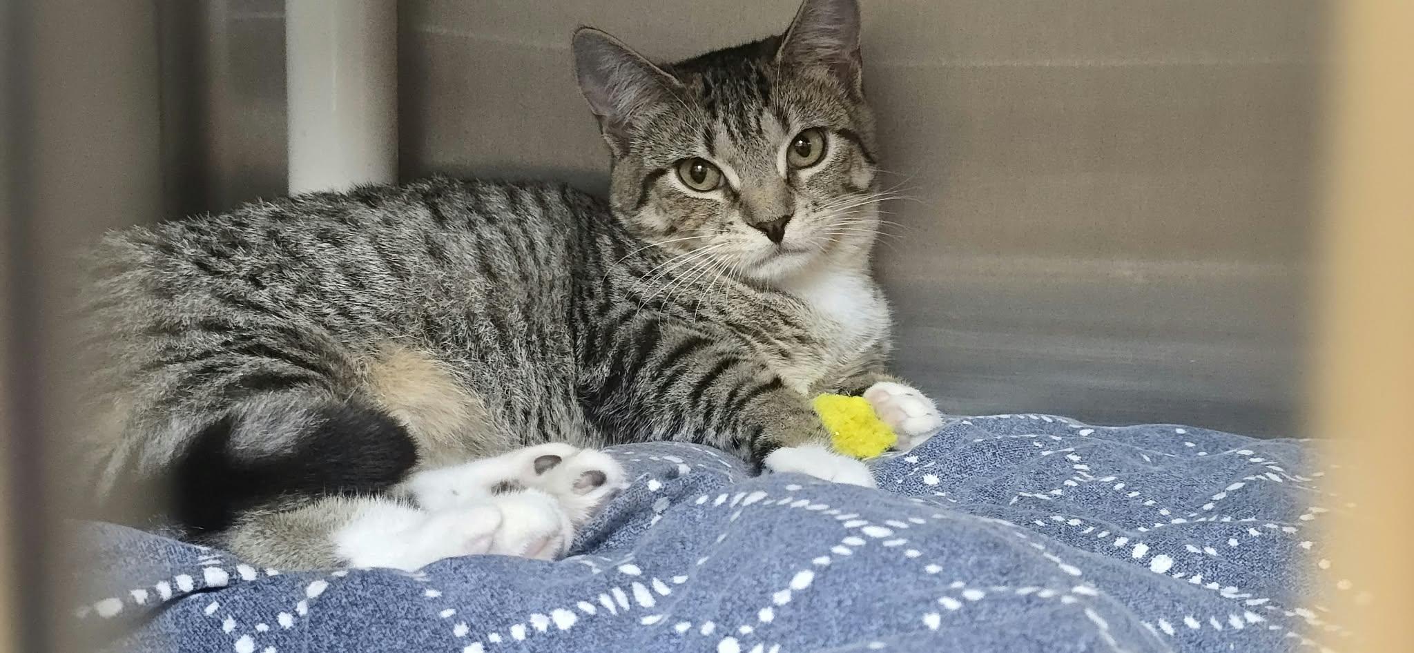 Felicia, Adoptable, Kitten Female Domestic Short Hair.