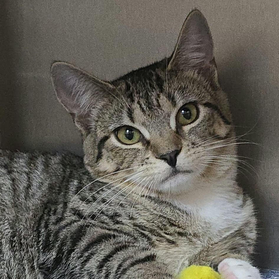 Enlarge Felicia, a Adoptable Domestic Short Hair in Orange, VA image 2/5