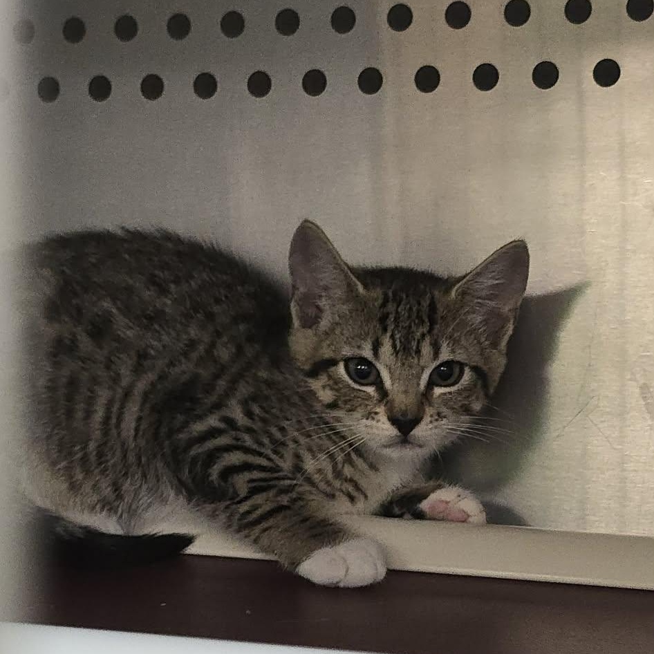 Enlarge Felicia, a Adoptable Domestic Short Hair in Orange, VA image 5/5