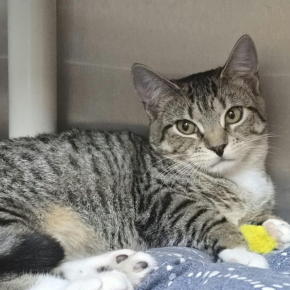 Enlarge Felicia, a Adoptable Domestic Short Hair in Orange, VA image 3/5