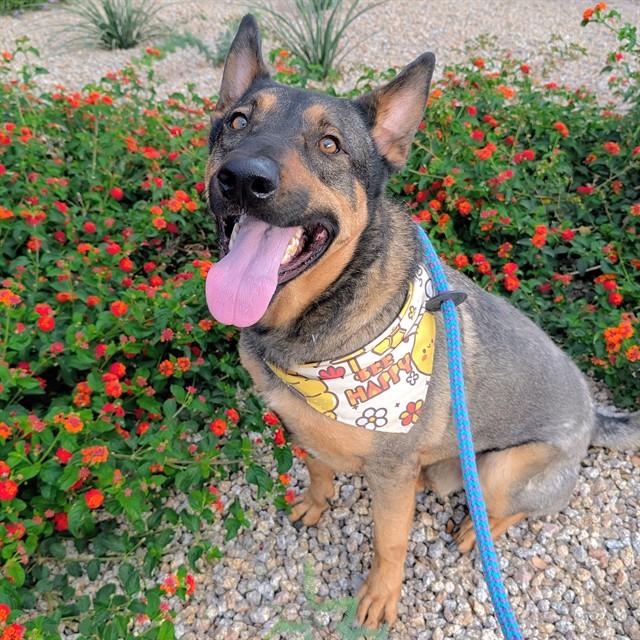Enlarge MR GREEN, a Adoptable German Shepherd Dog in Mesa, AZ image 1/1