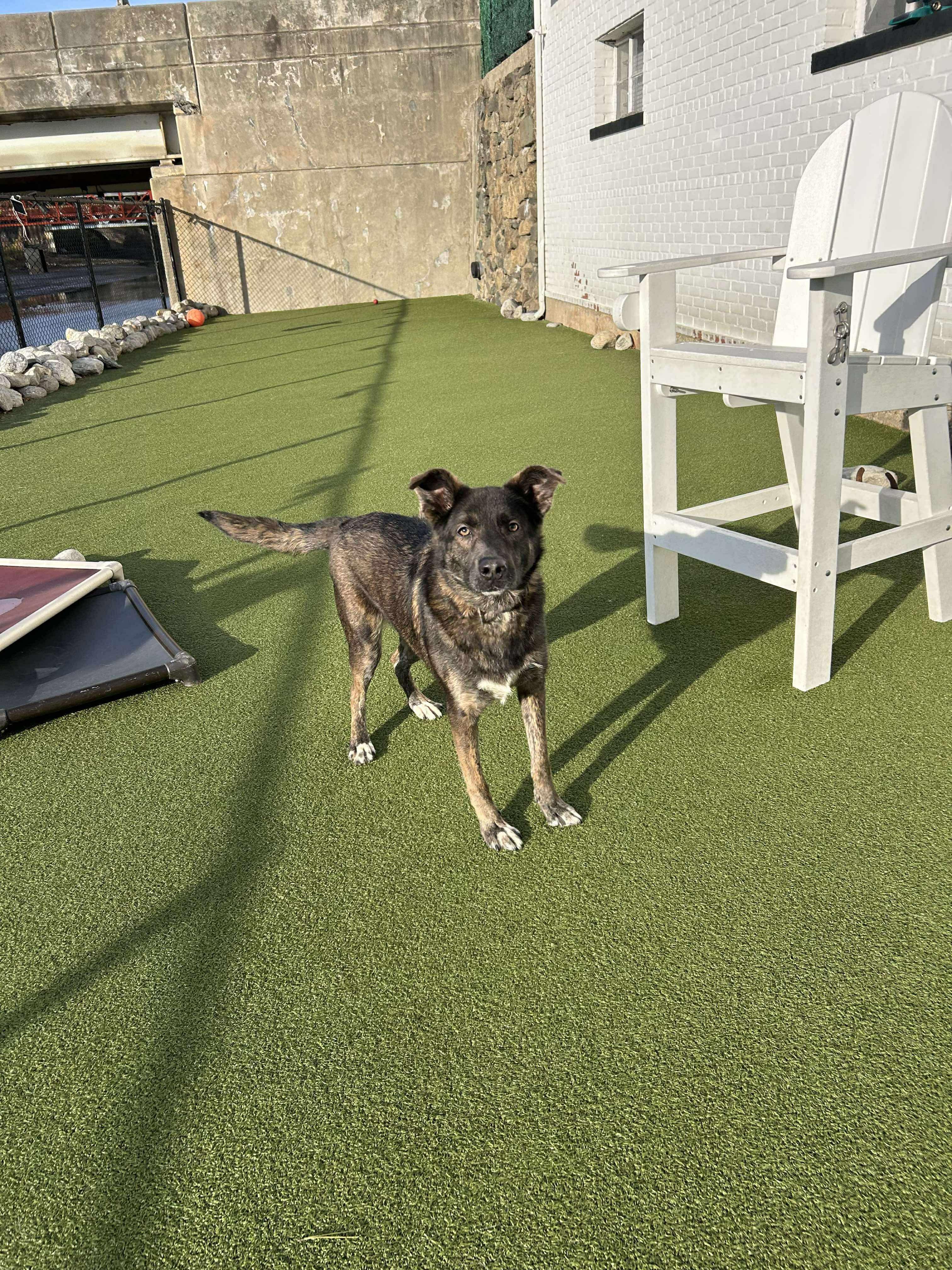 JAZZY, Adoptable, Adult Female Mixed Breed.