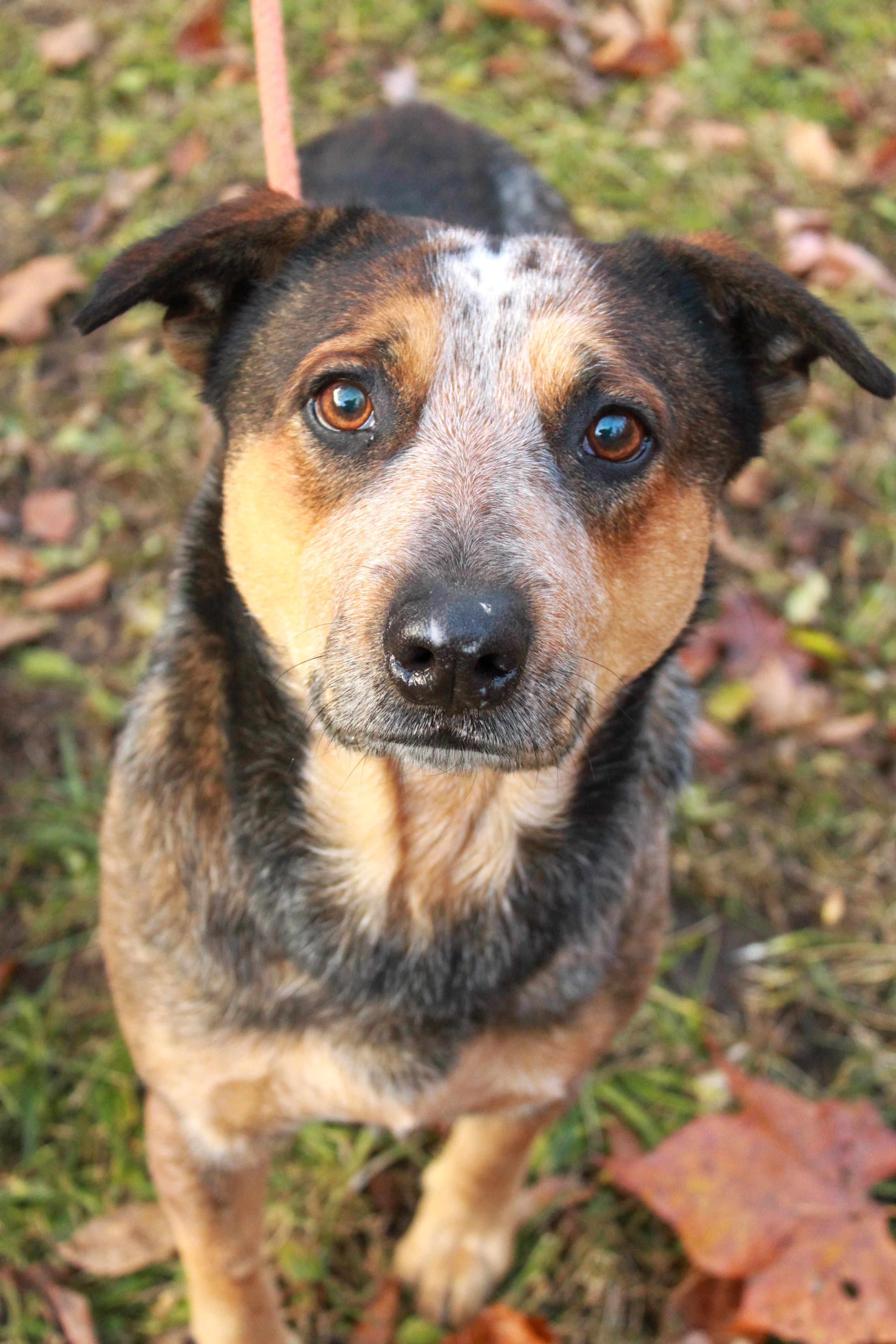 Enlarge Rango, a Adoptable mixed breed in Ona, WV image 2/2
