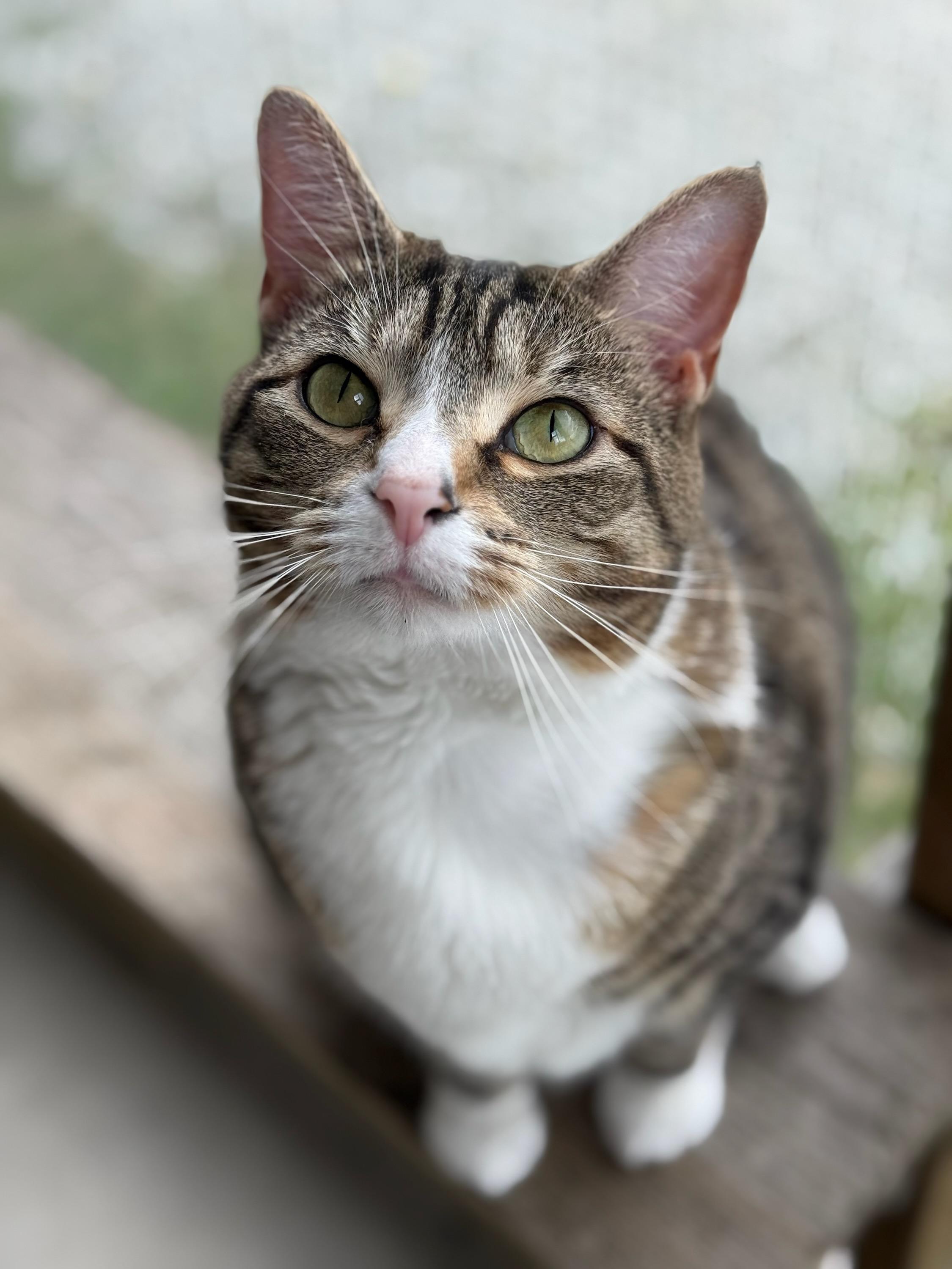 Rachel, an adoptable Domestic Short Hair in Greensburg, PA image 4/6