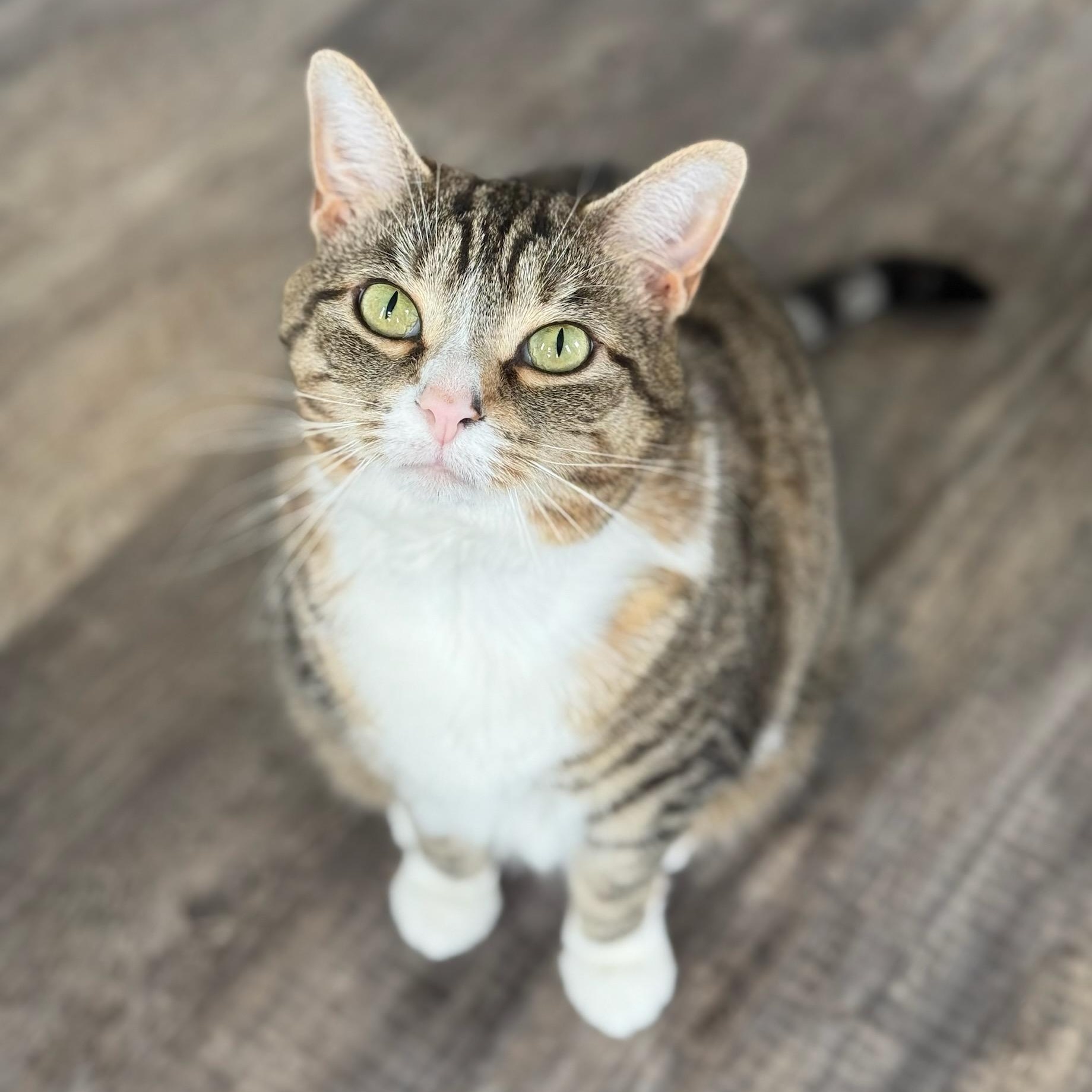 Rachel, an adoptable Domestic Short Hair in Greensburg, PA image 3/6