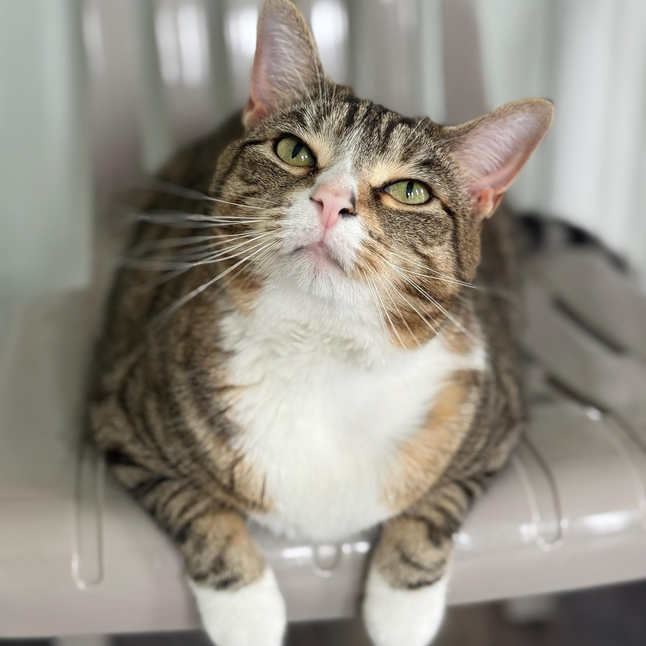 Rachel, an adoptable Domestic Short Hair in Greensburg, PA image 2/6