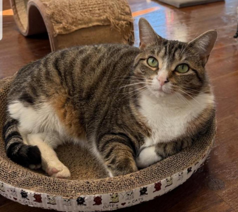 Enlarge Rachel, an adoptable Domestic Short Hair in Greensburg, PA image 1/2