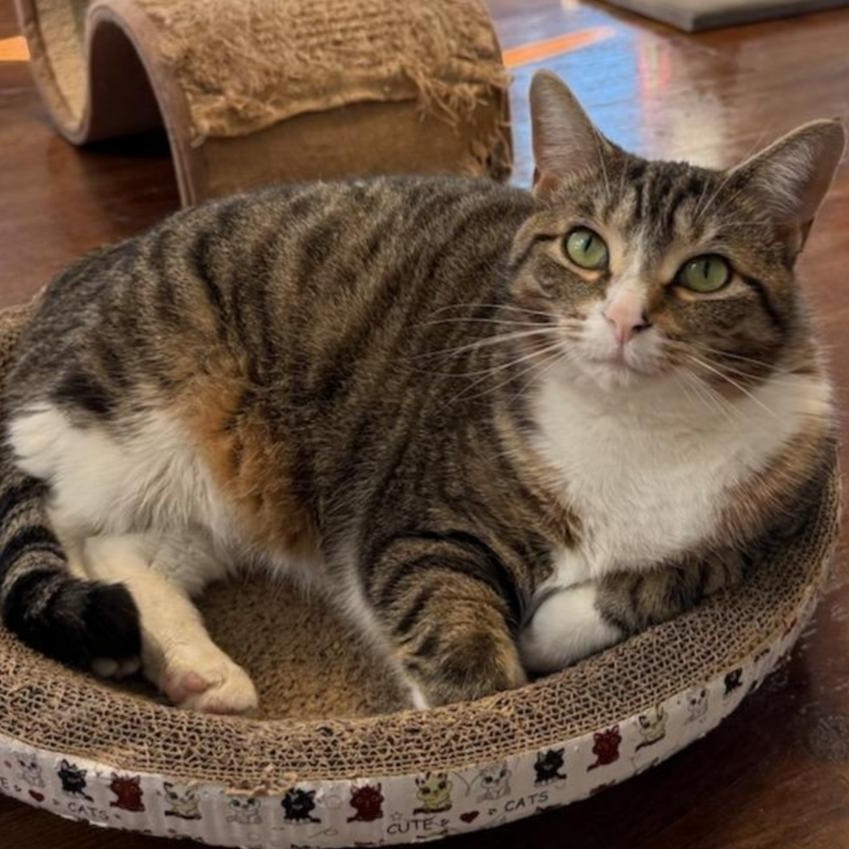 Rachel, an adoptable Domestic Short Hair in Greensburg, PA image 6/6
