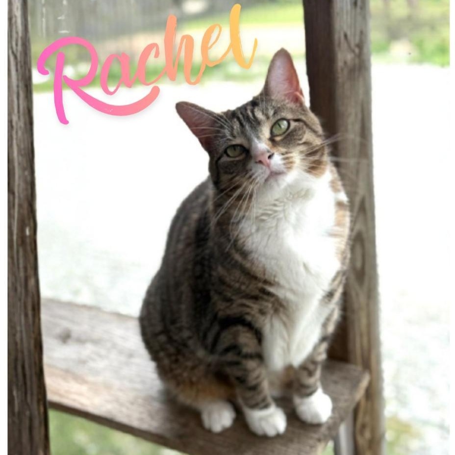Rachel, an adoptable Domestic Short Hair in Greensburg, PA image 1/6