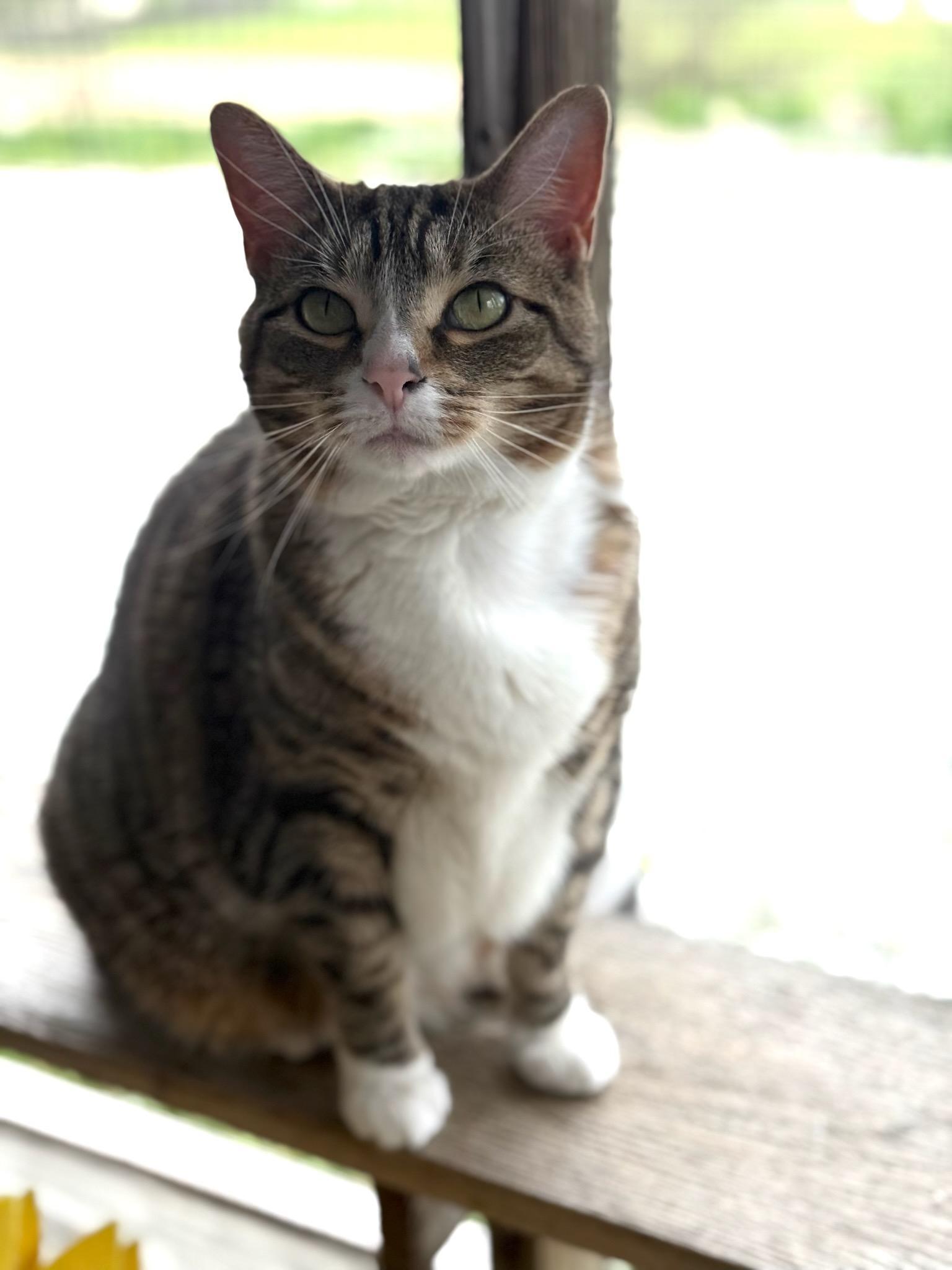 Rachel, an adoptable Domestic Short Hair in Greensburg, PA image 5/6