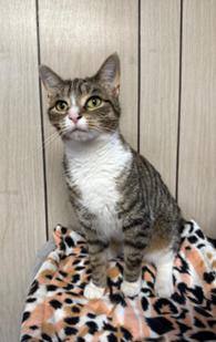 Enlarge Rachel, an adoptable Domestic Short Hair in Greensburg, PA image 2/2