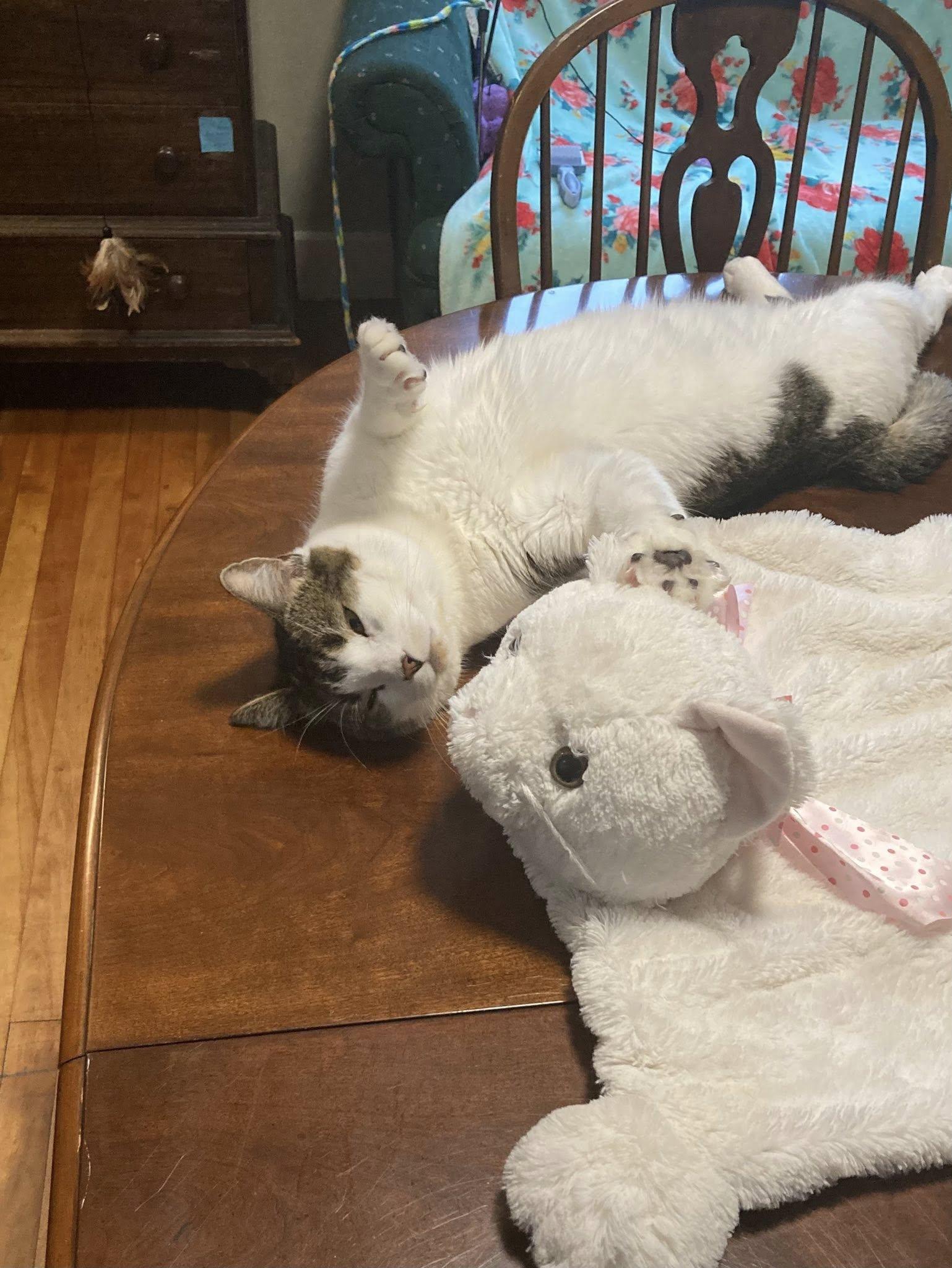 Sammy, a ADOPTABLE mixed breed in Bath, ME image 6/6