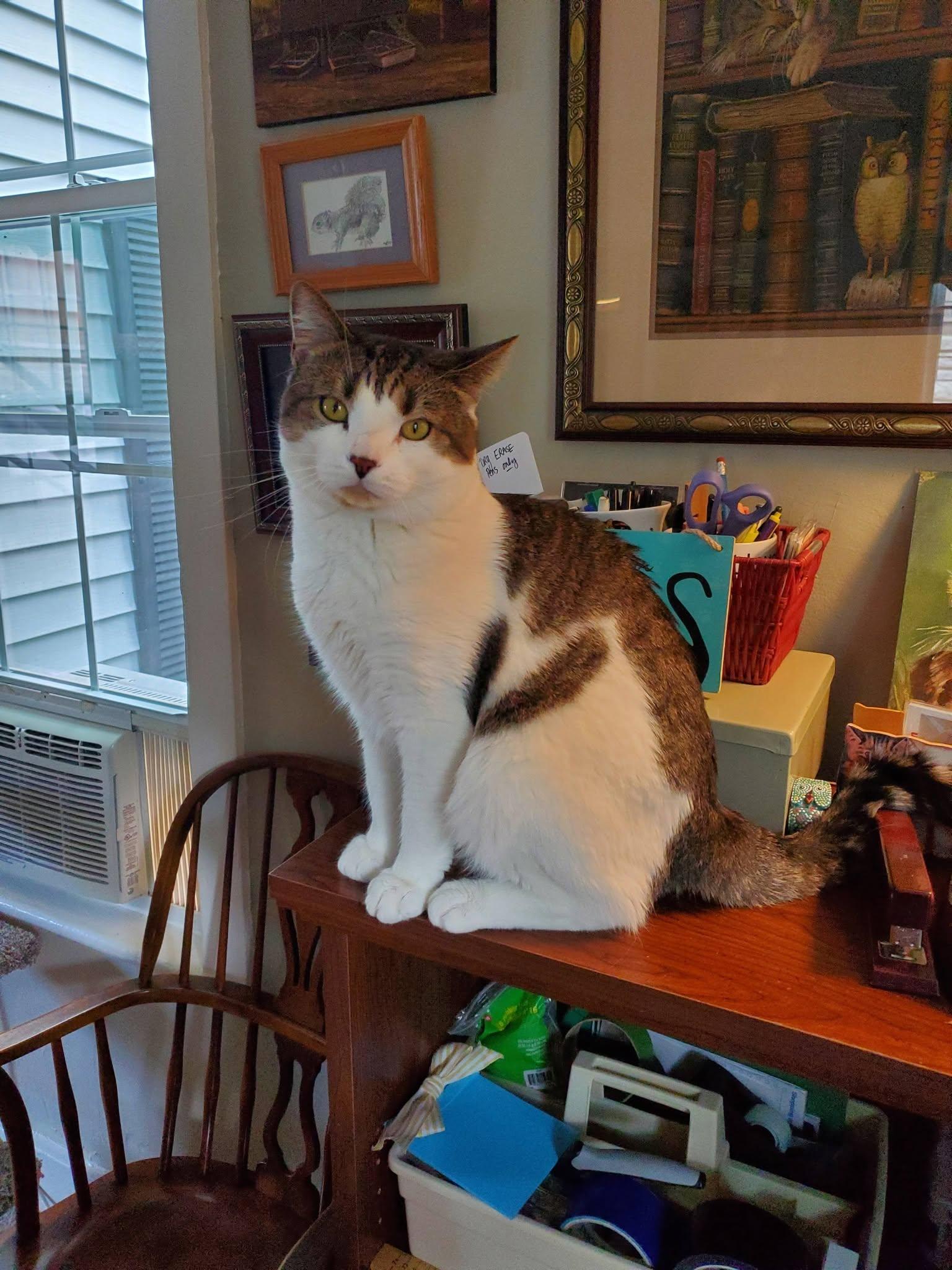 Sammy, ADOPTABLE, Young Male American Shorthair & Tabby.