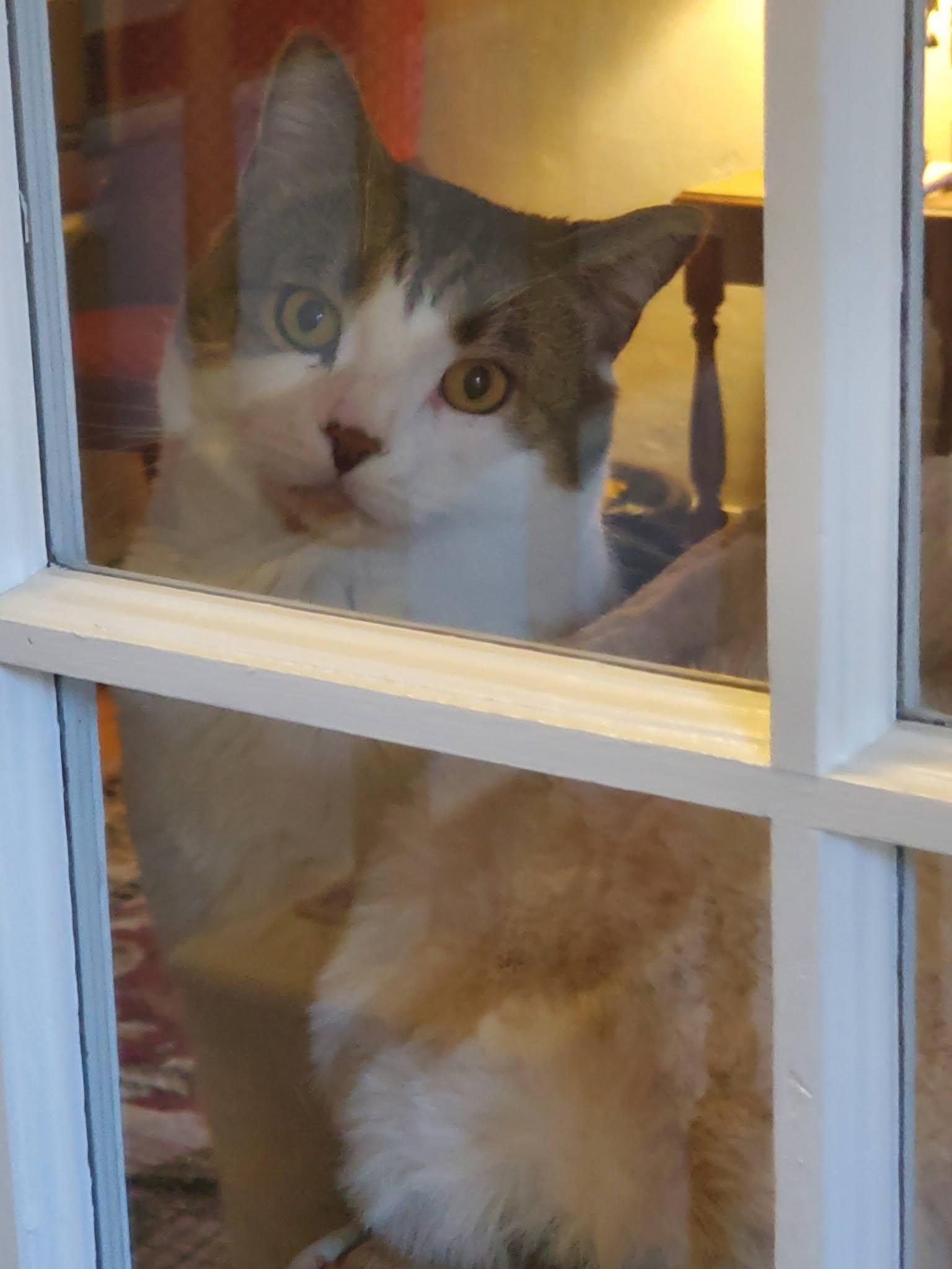 Sammy, a ADOPTABLE mixed breed in Bath, ME image 4/6