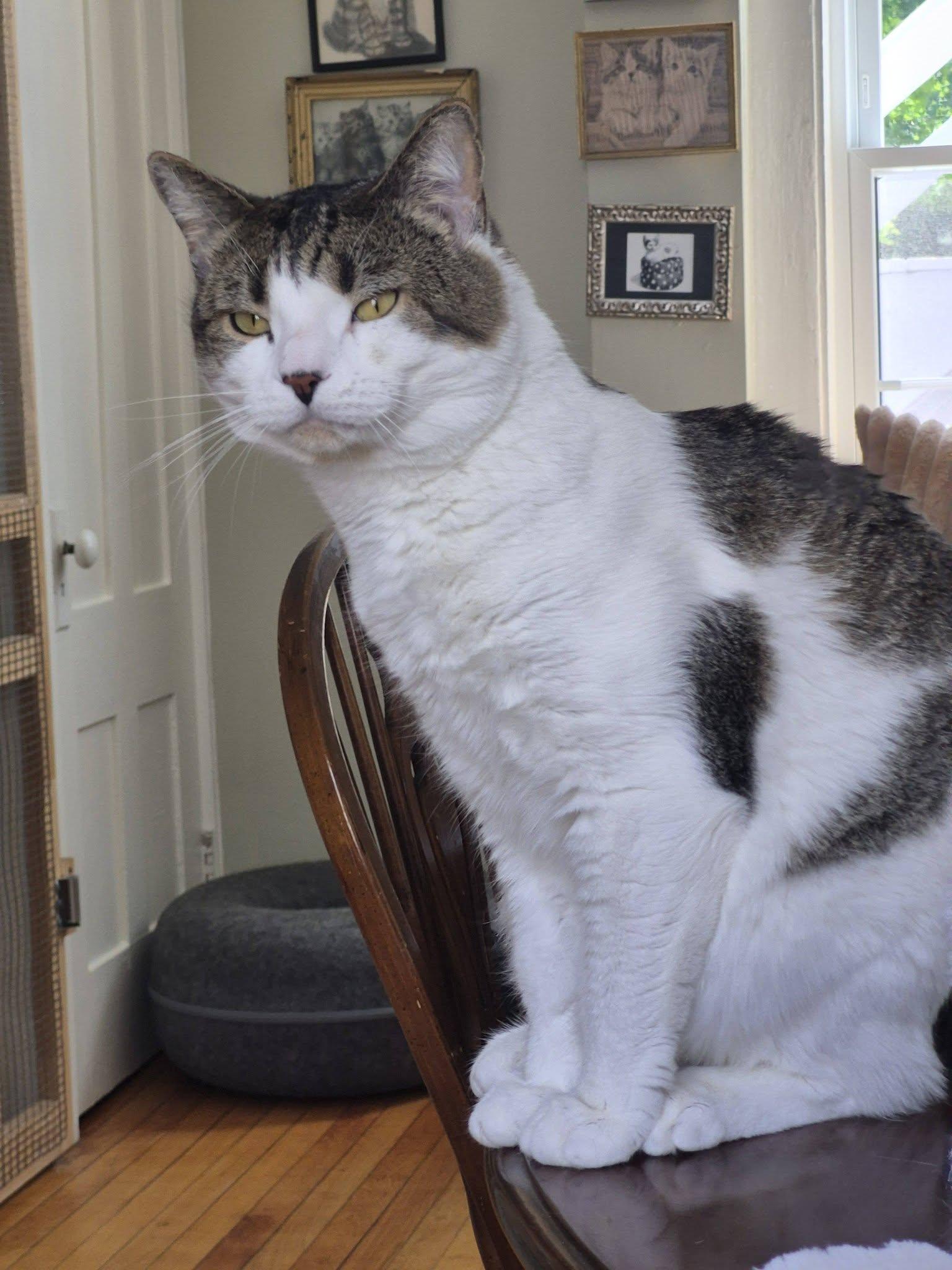 Sammy, a ADOPTABLE mixed breed in Bath, ME image 5/6