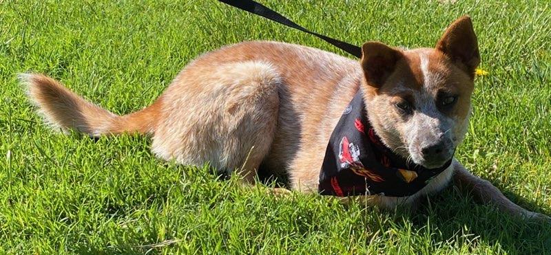 Enlarge Jack, a ADOPTABLE mixed breed in Colusa, CA image 5/6