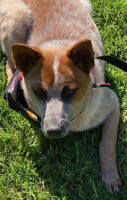Enlarge Jack, a ADOPTABLE mixed breed in Colusa, CA image 6/6
