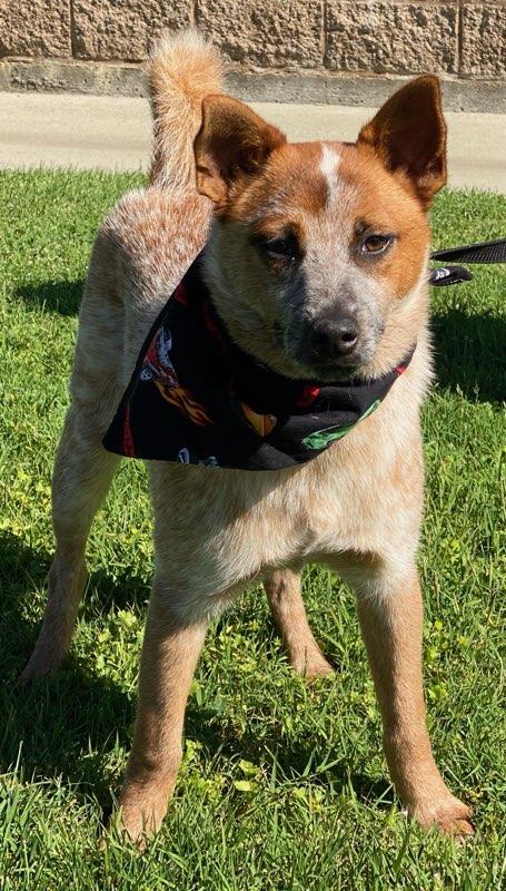Enlarge Jack, a ADOPTABLE mixed breed in Colusa, CA image 4/6