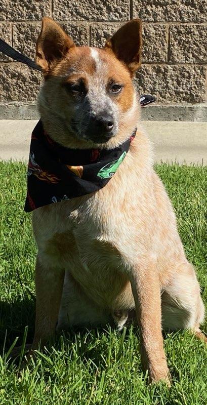 Jack, ADOPTABLE, Puppy Male Australian Cattle Dog / Blue Heeler.