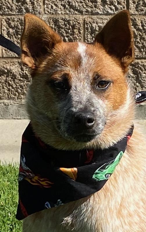 Enlarge Jack, a ADOPTABLE mixed breed in Colusa, CA image 3/6