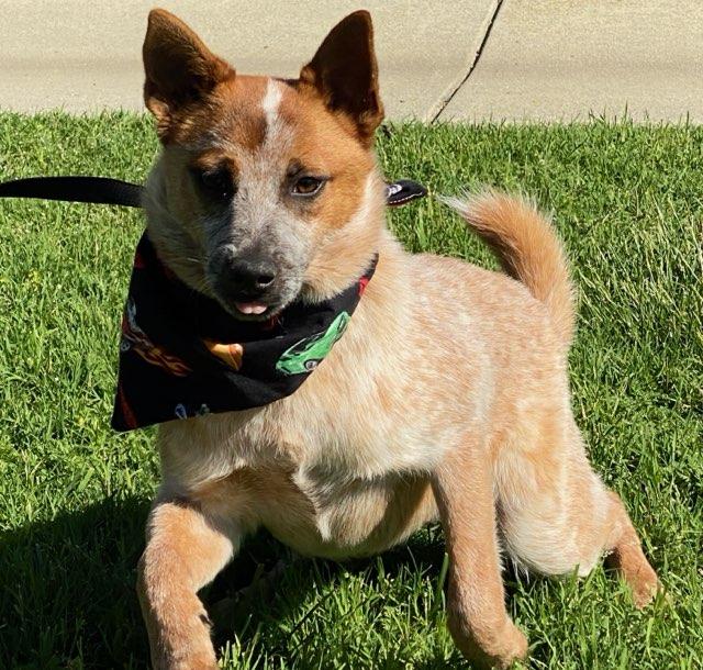 Jack, ADOPTABLE, Young Male Australian Cattle Dog / Blue Heeler & Shepherd.