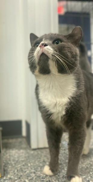 Enlarge LORGE MONTROSE, a Adoptable mixed breed in Athens, AL image 1/6