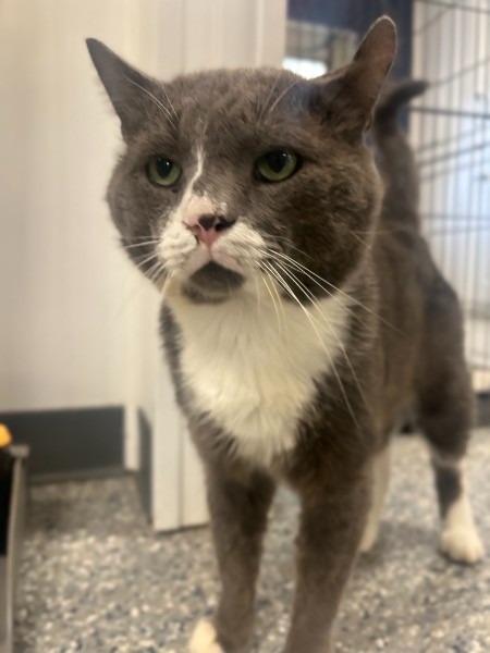 Enlarge LORGE MONTROSE, a Adoptable mixed breed in Athens, AL image 2/6
