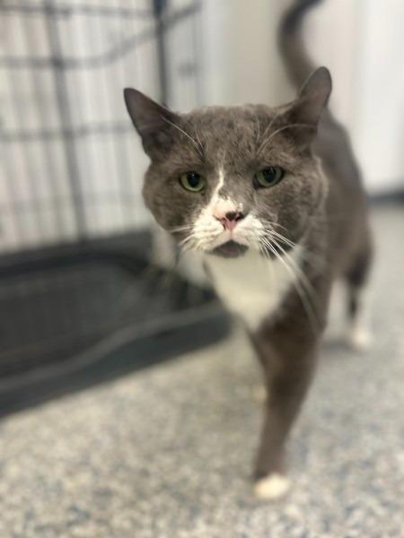 Enlarge LORGE MONTROSE, a Adoptable mixed breed in Athens, AL image 4/6