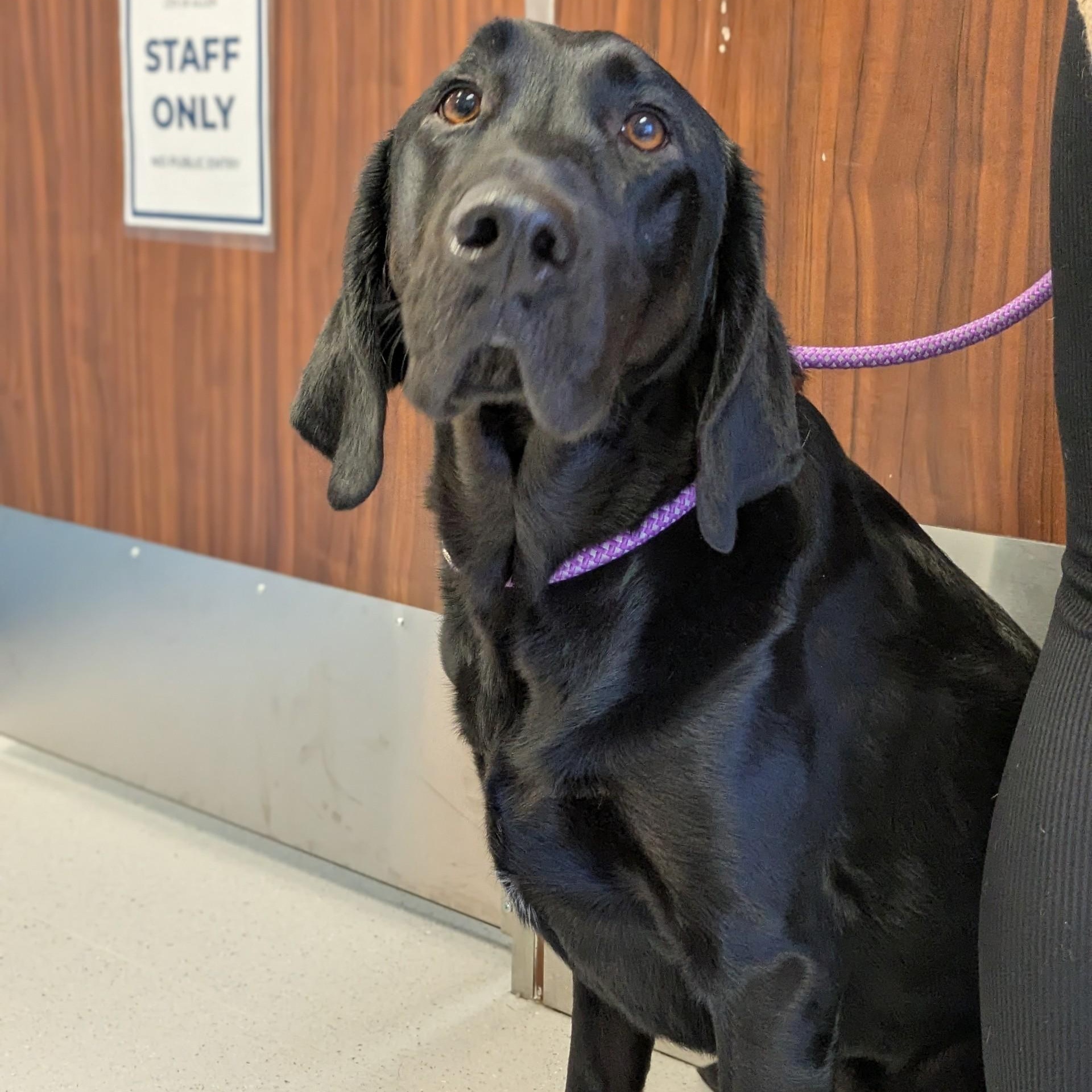 Brody, adopted, Adult Male Labrador Retriever.