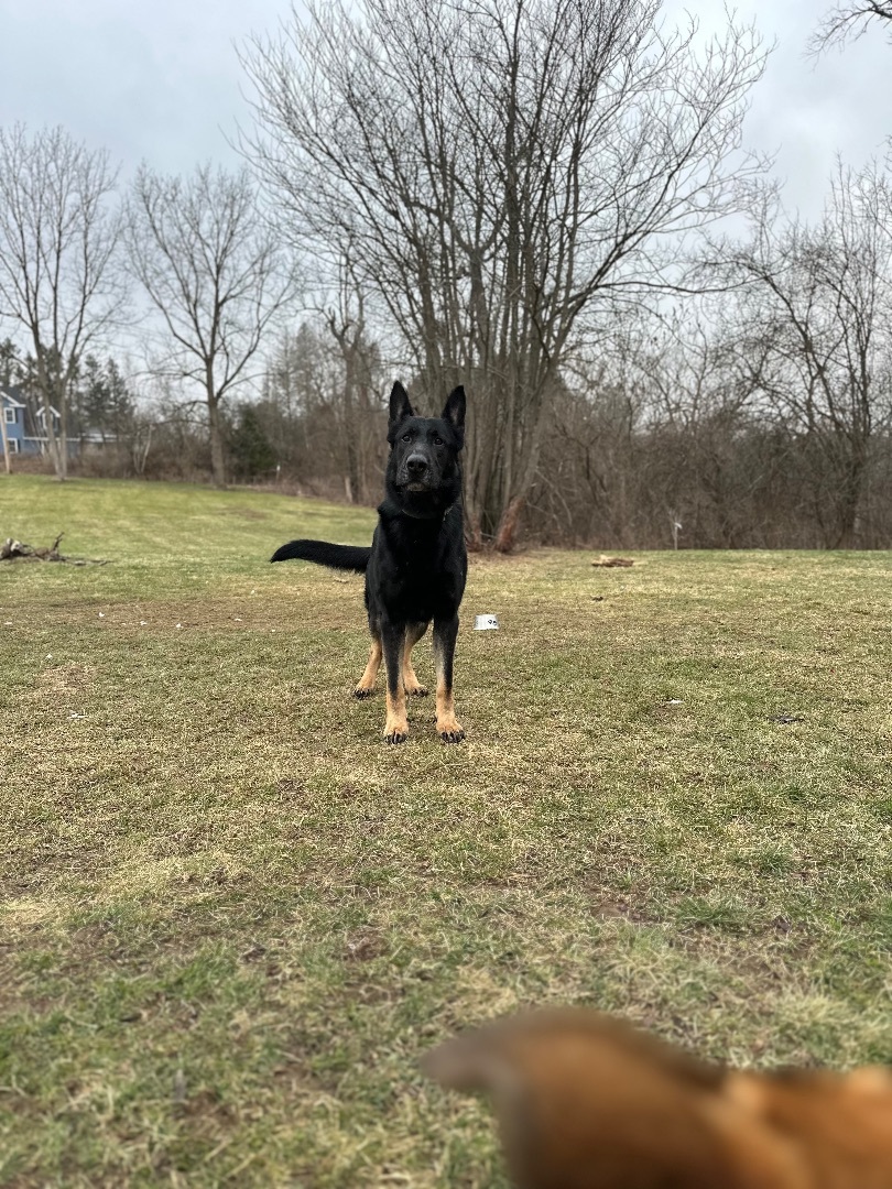 Enlarge Tron, a Adopted German Shepherd Dog in oriskany, NY image 1/6