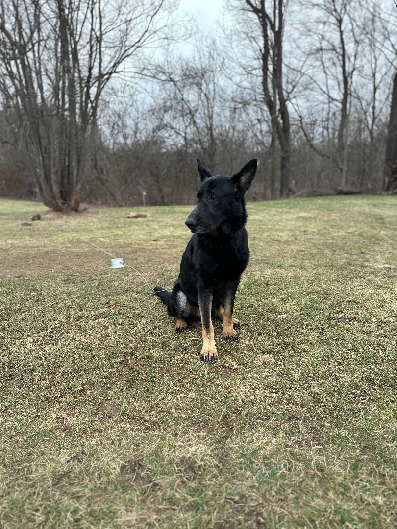 Enlarge Tron, a Adopted German Shepherd Dog in oriskany, NY image 2/6