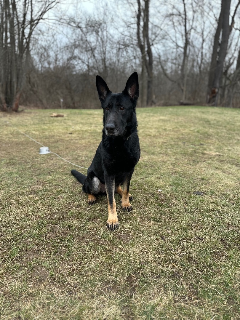 Enlarge Tron, a Adopted German Shepherd Dog in oriskany, NY image 3/6