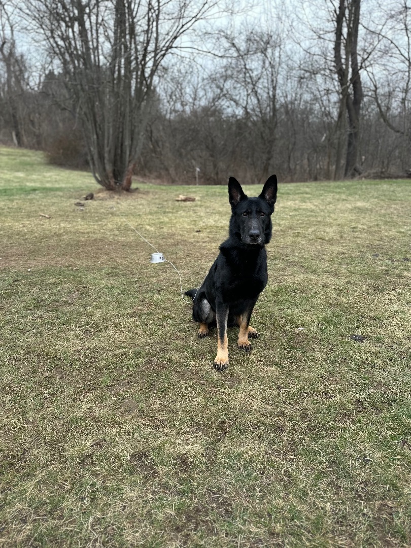 Enlarge Tron, a Adopted German Shepherd Dog in oriskany, NY image 4/6