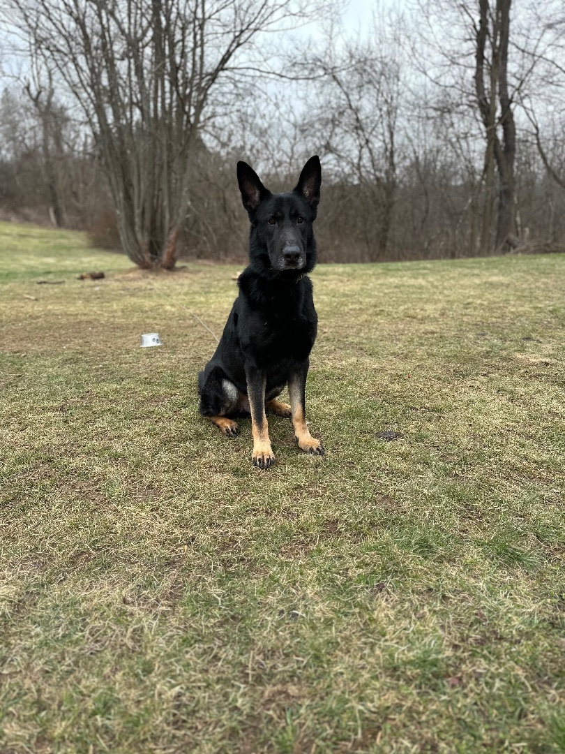Enlarge Tron, a Adopted German Shepherd Dog in oriskany, NY image 5/6