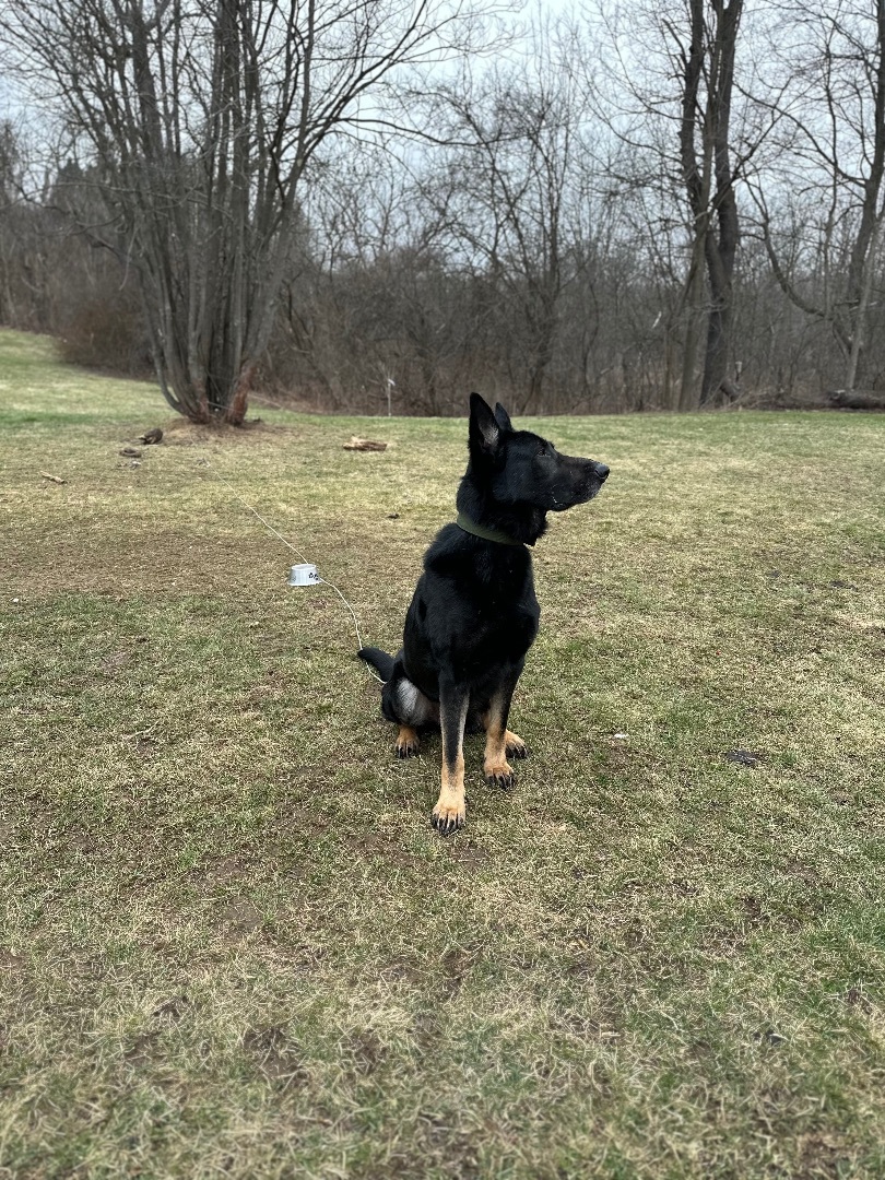Enlarge Tron, a Adopted German Shepherd Dog in oriskany, NY image 6/6