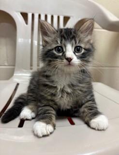 Encore, adopted, Kitten Male Domestic Short Hair.