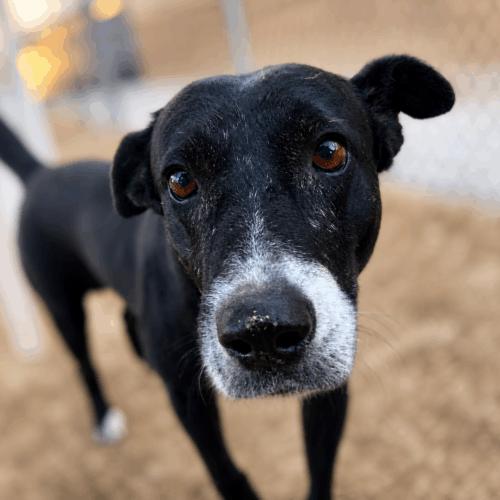 Vivian, Adoptable, Senior Female Terrier & Staffordshire Bull Terrier.