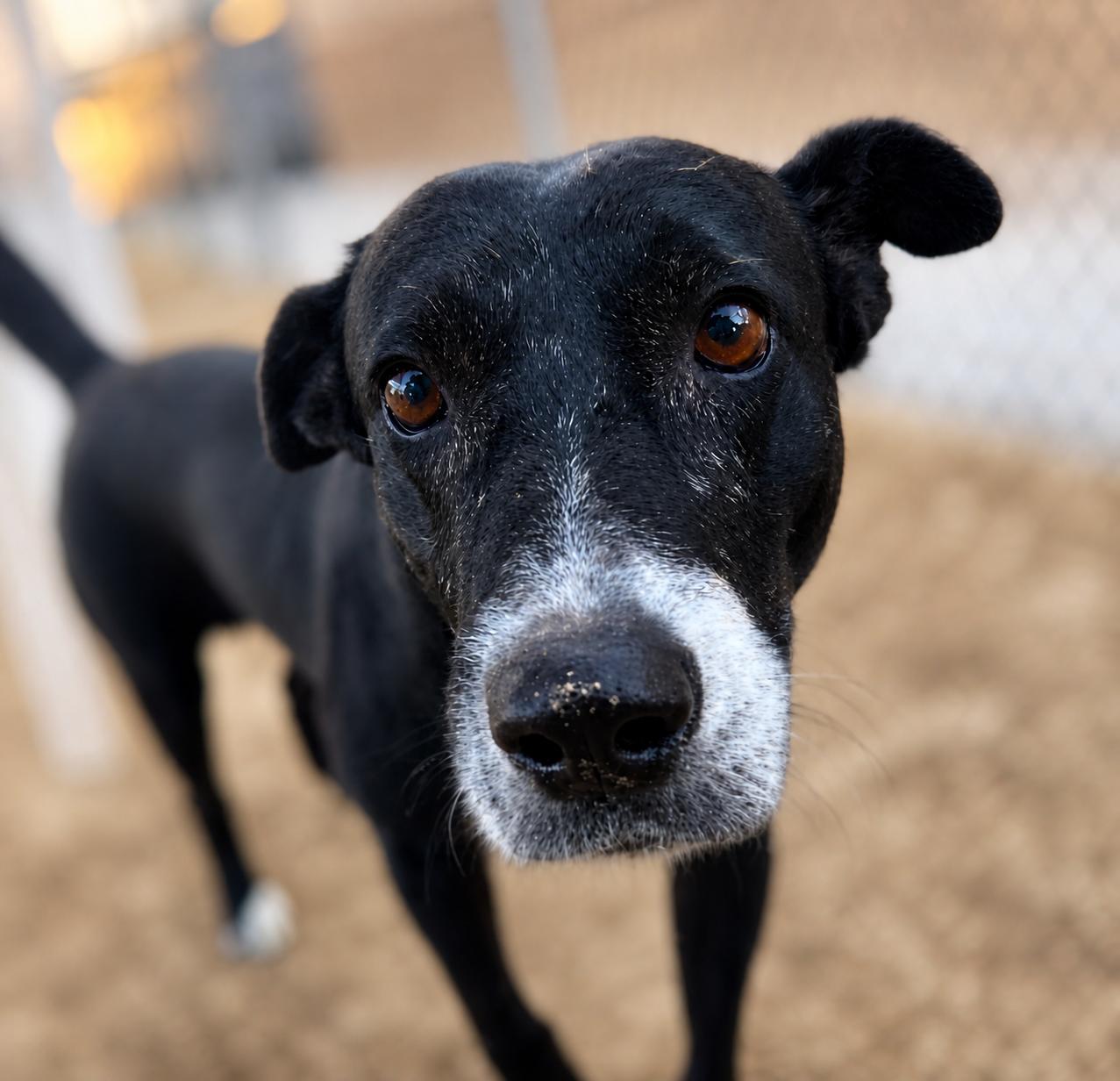 Vivian, Adoptable, Senior Female Terrier & Staffordshire Bull Terrier.