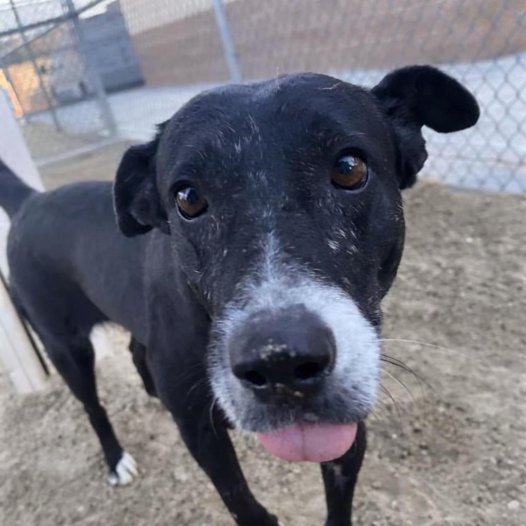 Vivian, Adoptable, Senior Female Terrier & Staffordshire Bull Terrier.