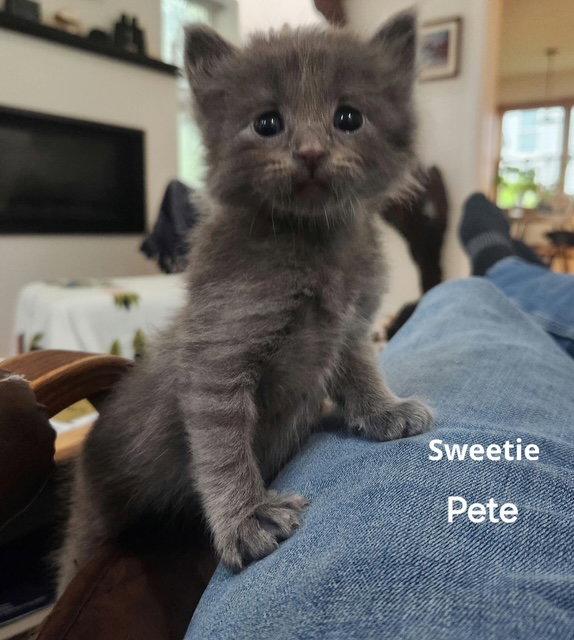 Sweetie Pete (Available est. 6/5/26), Adoptable, Young Male Domestic Short Hair.