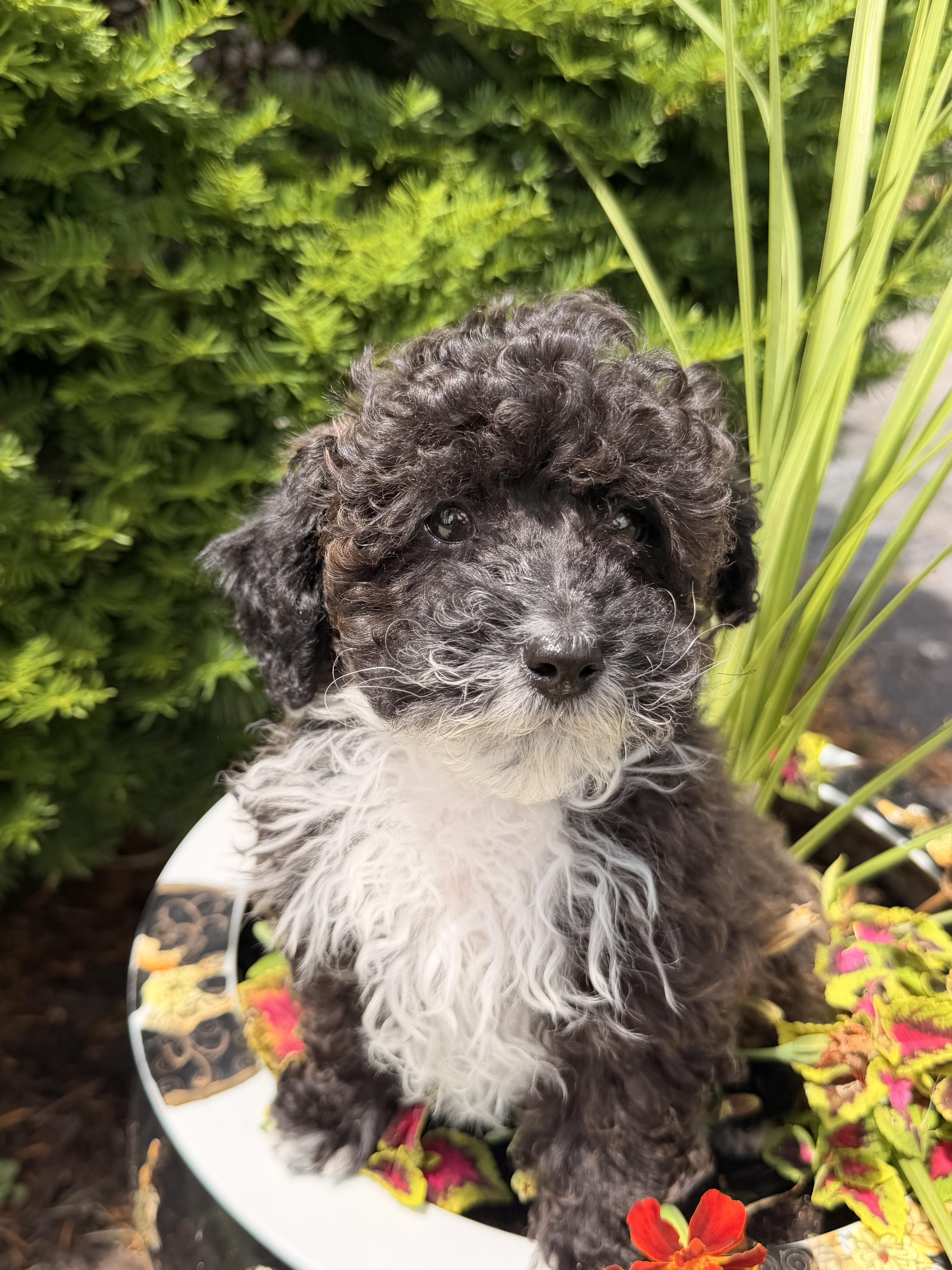 Enlarge Theadore, an adopted mixed breed in North Freedom, WI image 4/4