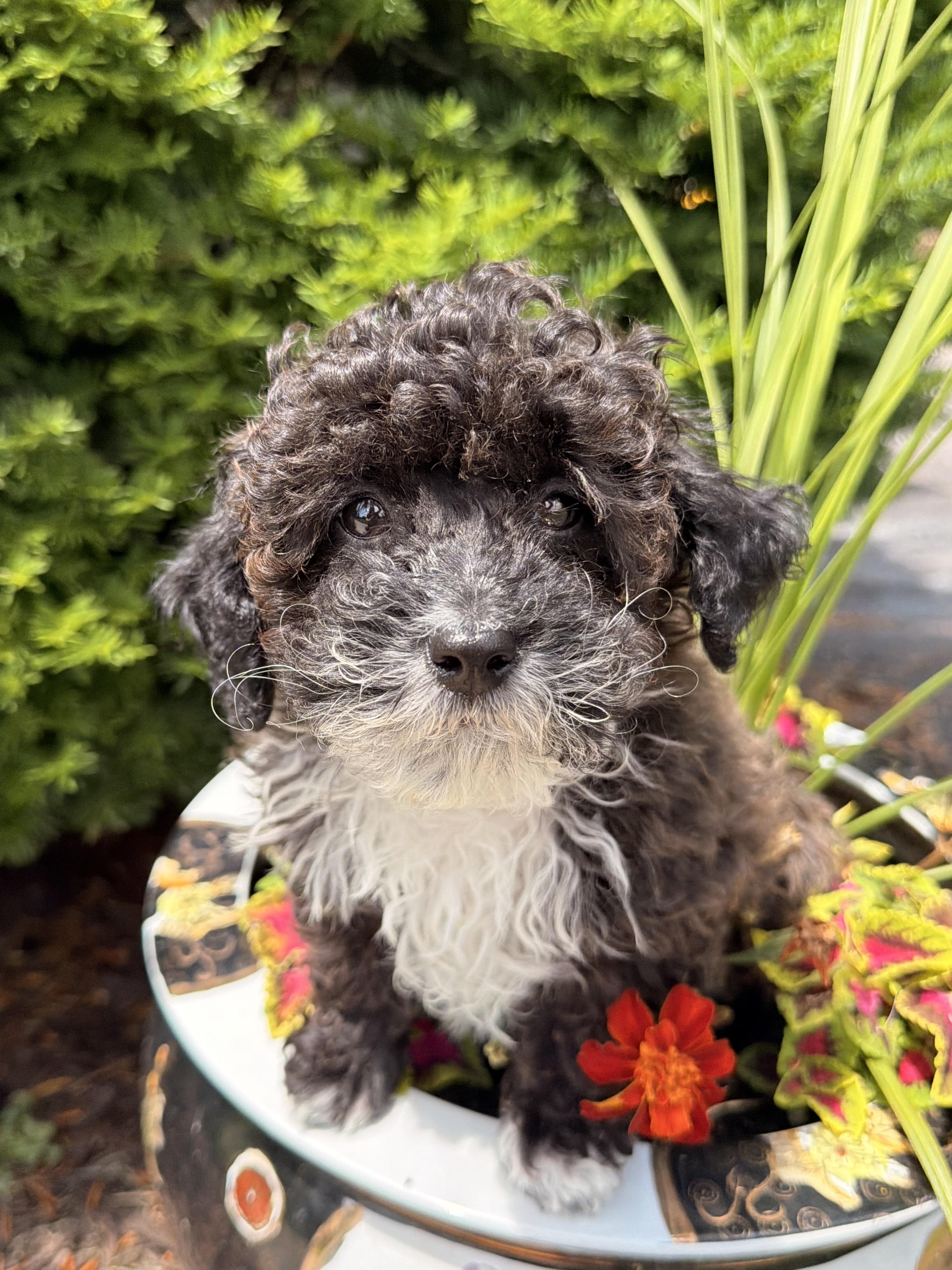 Enlarge Theadore, an adopted mixed breed in North Freedom, WI image 2/4