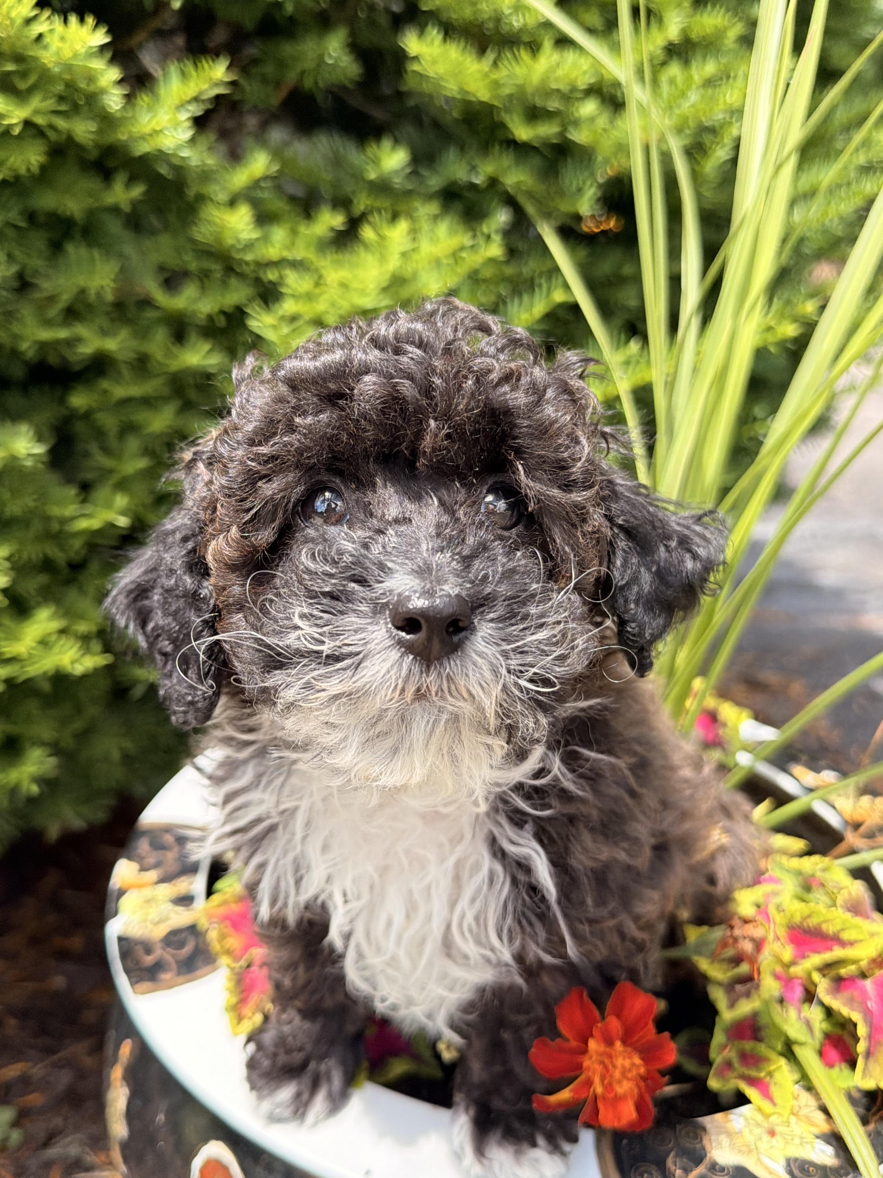 Enlarge Theadore, an adopted mixed breed in North Freedom, WI image 3/4