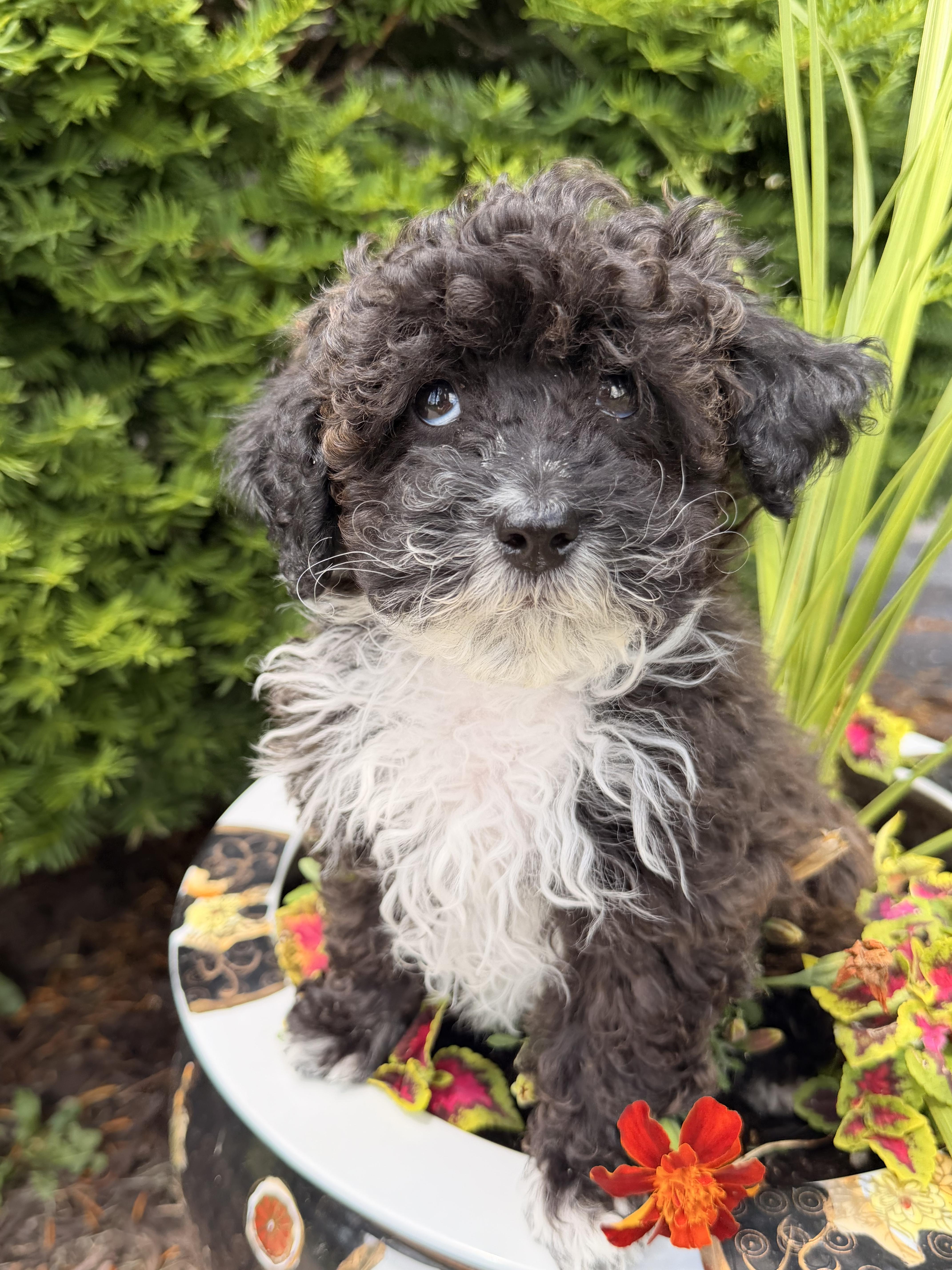 Enlarge Theadore, an adopted mixed breed in North Freedom, WI image 1/4