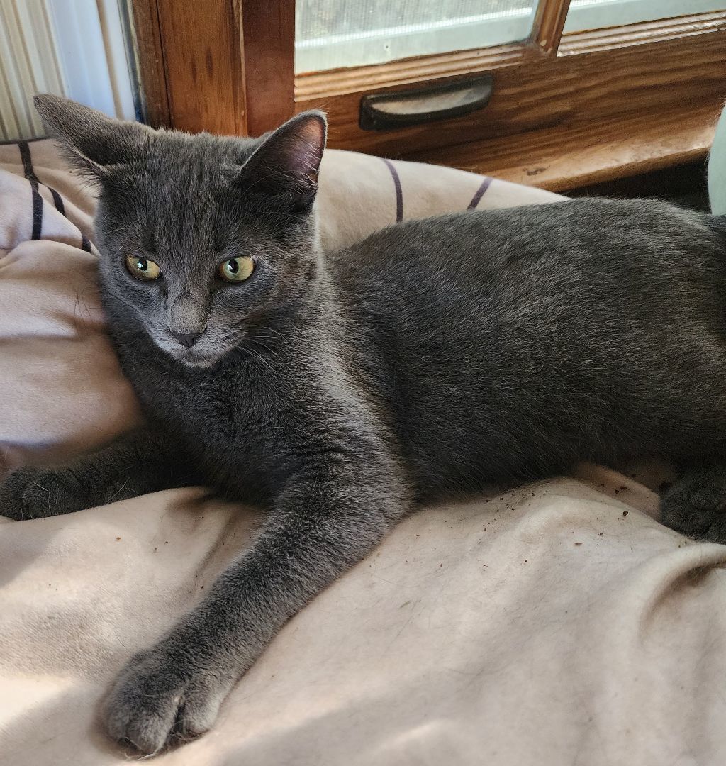 Enlarge Corki, a Adopted mixed breed in Vernon Hills, IL image 1/2