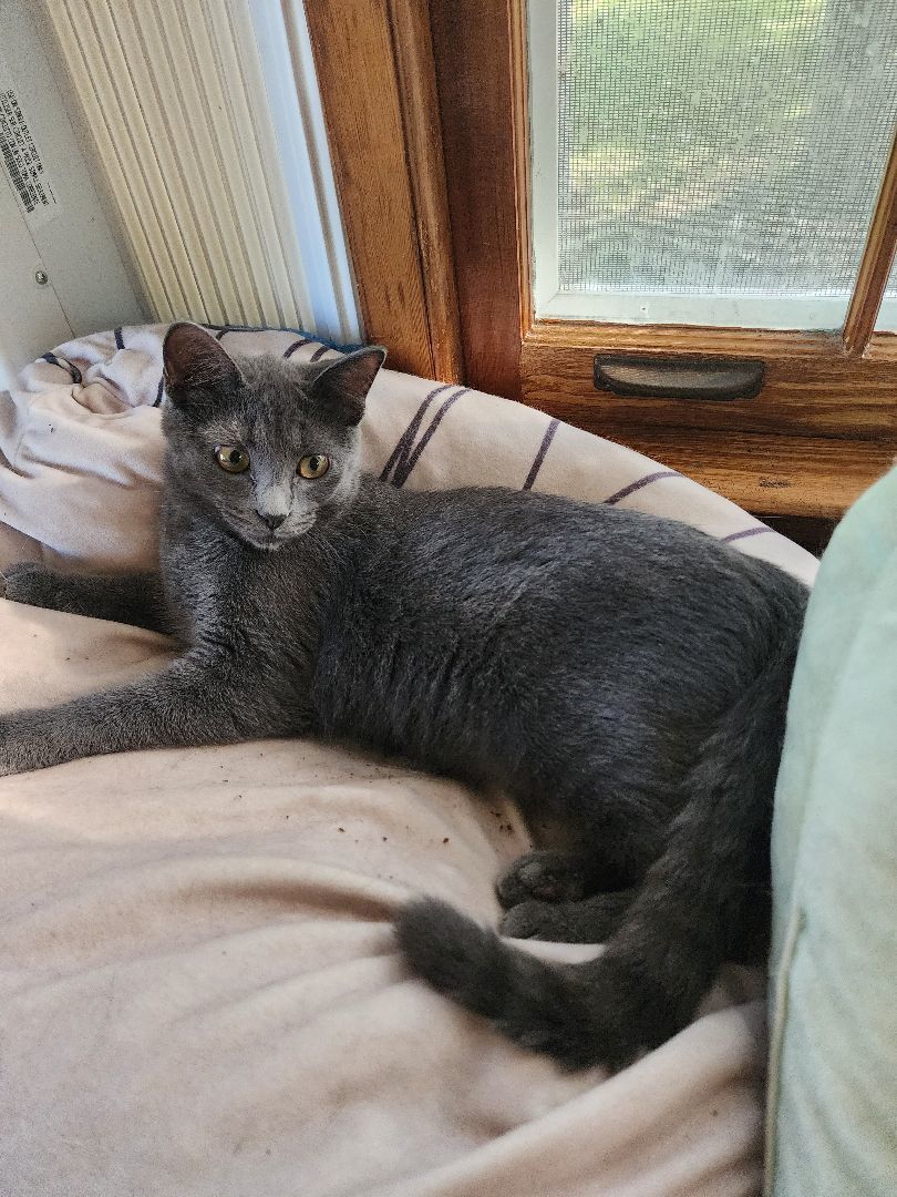 Enlarge Corki, a Adopted mixed breed in Vernon Hills, IL image 2/2