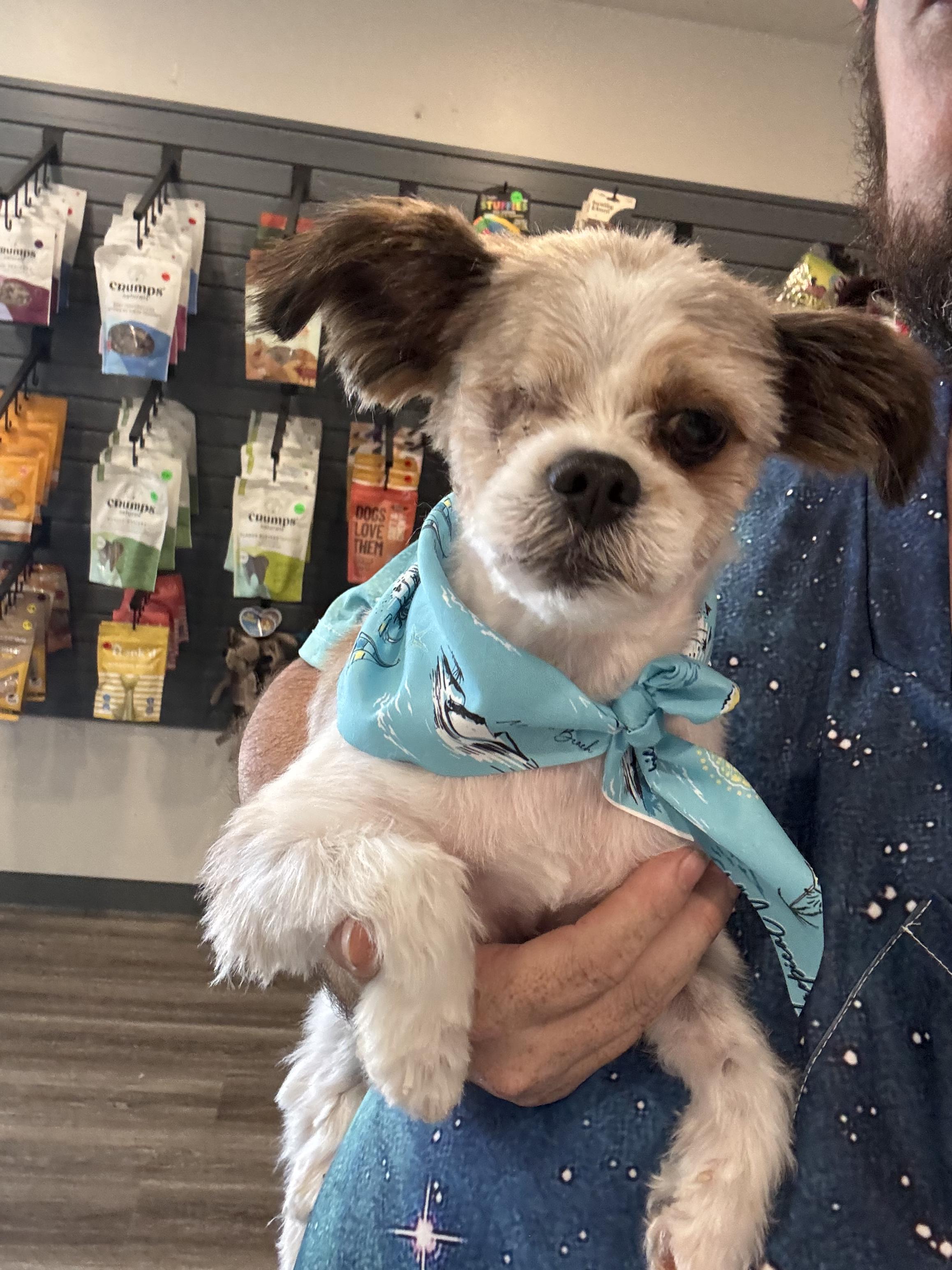Solo, a ADOPTABLE Shih Tzu in Penryn, CA image 1/2