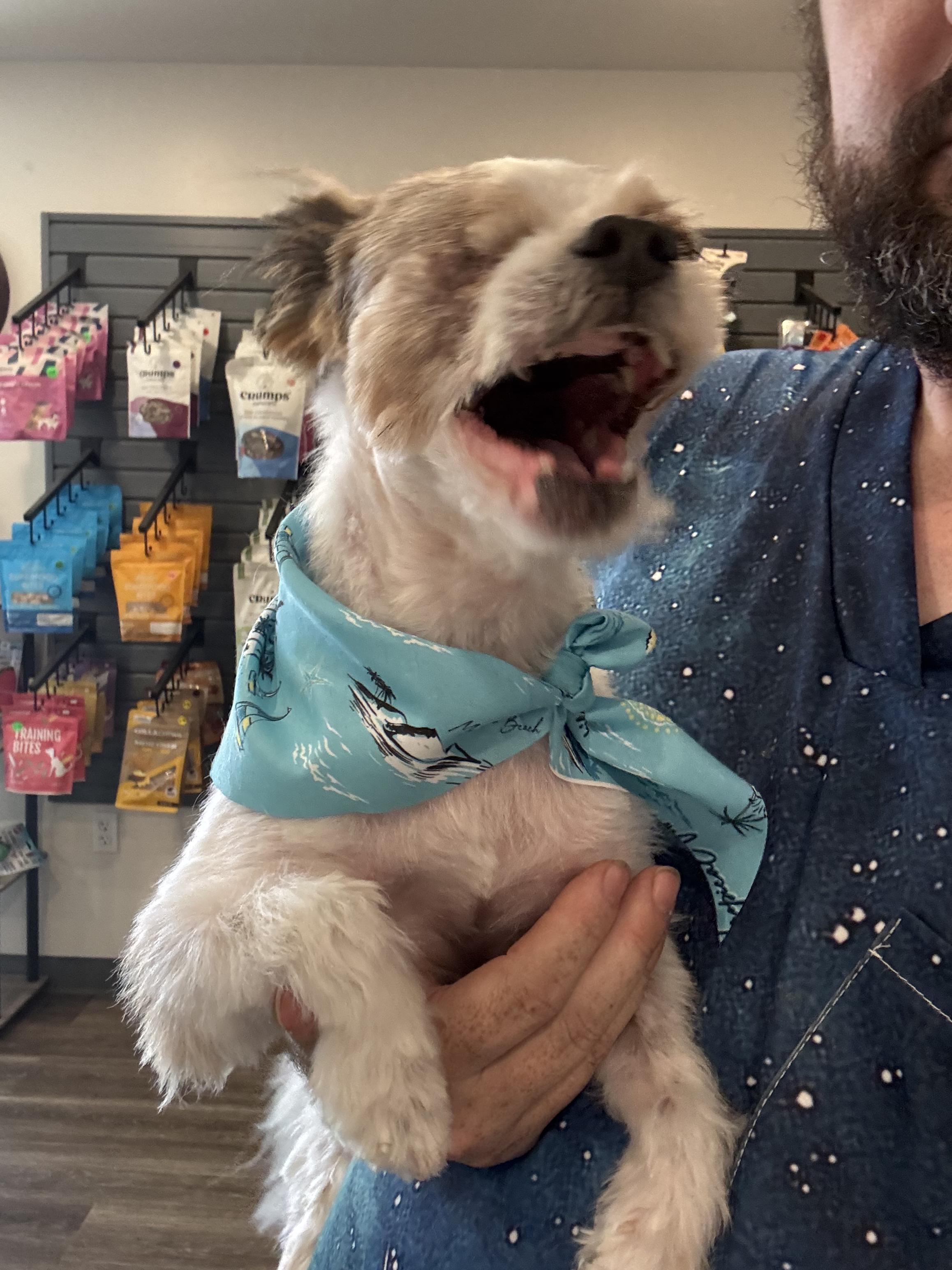 Solo, a ADOPTABLE Shih Tzu in Penryn, CA image 2/2