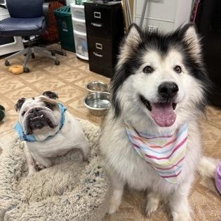 Malibu & Diesel , ADOPTABLE, Adult Female Alaskan Malamute.